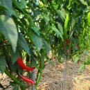 가느니농장 이미지