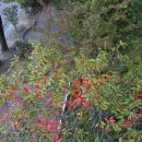 가을 꽃 구경 나들이(황산공원) 이미지