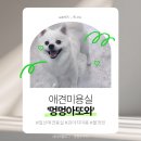 애견미용실 | [경기 고양] ‘멍멍아또와’ 애견 미용실 후기