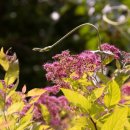 가야2리 이미지