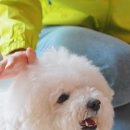 펫바이블 이미지