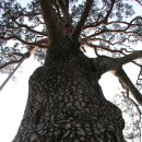 지리산 나무처럼 이미지