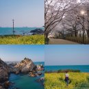 슬도주차장 | 울산 슬도 유채꽃 실시간, 주차장과 산책코스