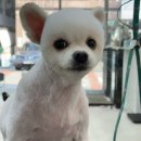 방울이네 펫살롱 이미지