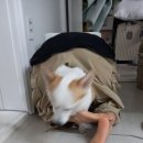 평화렉카 이미지
