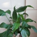 물처럼 바람처럼 이미지