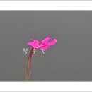 헤미 Daum카페