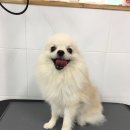 그루밍폼폼 이미지