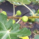 대불하수처리장 이미지