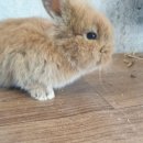 토린세스 이미지