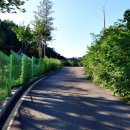 금강솔바람길 이미지