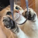 마포고양이도레미캣 | 합정 냥멍대첩: 고양이 카페 (캣파라다이스) vs. 강아지 카페 (겨울이 머무는 집) 후기