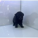 대구펫 강아지분양 고양이분양 | 대구강아지분양 고양이분양 도그마루에서의 따뜻한 추억 만들기