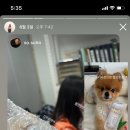 견묘양처 이미지