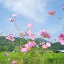 코스모스 이미지