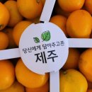 제주낭바띠