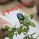 [지혜반]인형극'효심 퐁퐁 호랑이형님'/숲활동/영어/브릭활동(잠수정) 이미지