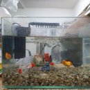 홍쌤 꼬마김밥 이미지