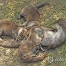 화천군수달연구센터 이미지