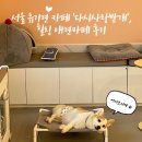 다시사랑받개 | 서울 유기견 카페 &#39;다시사랑받개&#39;, 힐링 애견카페 후기 (비 오는 날 실내 나들이 추천)