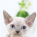 대구고양이분양 도로시펫 이미지