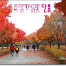 단풍나무 이미지