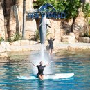 엔니오 모리코네와 함께 하는 무비월드 | 1월 호주 여행 준비, 골드코스트 씨월드 정보 앱 티켓 등록 방법