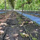 송아리농장 이미지