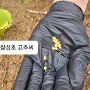 토종작물 재배하기 - 4월 (잡초가 아닌 나물) 이미지