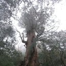 힐링포레 이미지