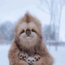 나무늘보 이미지