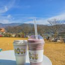 마산애견 | 창원 마산 숲 뷰가 예쁜 애견카페 '포둥포둥', 잔디운동장에서 뛰뛰 하고 온 후기