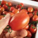 유기농 대추방울 토마토 50% 맛보기 이벤트 이미지