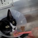 야옹동물병원 이미지