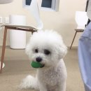 헤이도그 이미지