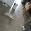 샤도캣 이미지