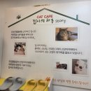 집사의하루 혜화점 | 대학로 혜화역 고양이 카페 '집사의 하루' l 내돈내산 후기 (feat. 왜 골골송을 안 할까?)