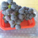 슬기네농장 이미지