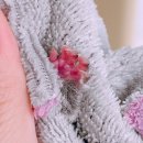 햄동대장 이미지