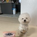 메그펫츠 | 메그펫츠 텐더덴티스트 강아지 덴탈껌 후기｜고구마 베이스 비건 치석관리 간식