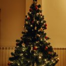 크리스마스 트리 이미지