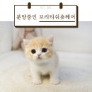 펫아미 강아지분양 고양이분양 동탄점 이미지
