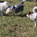 봉화강아지마을 이미지