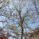 (둘레길 사진 후기 - 42) 인천개항누리길, 차이나타운, 송월동화마을, 자유공원, 근대문화거리를 가다