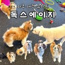 독스(Dog's) | 독스에이지 파주 강아지 유치원 방문 후기