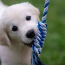 종로애견미용 이미지