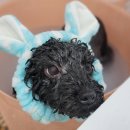 베스띠몽 이미지