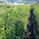 풍동농장 이미지