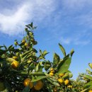 송정농원 이미지