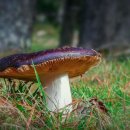 시온 민박 이미지